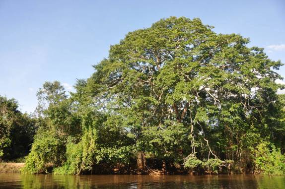 Vegetação próxima à Cachoeira da Prata, no P.N da Chapada das Mesas, região de Carolina - MA